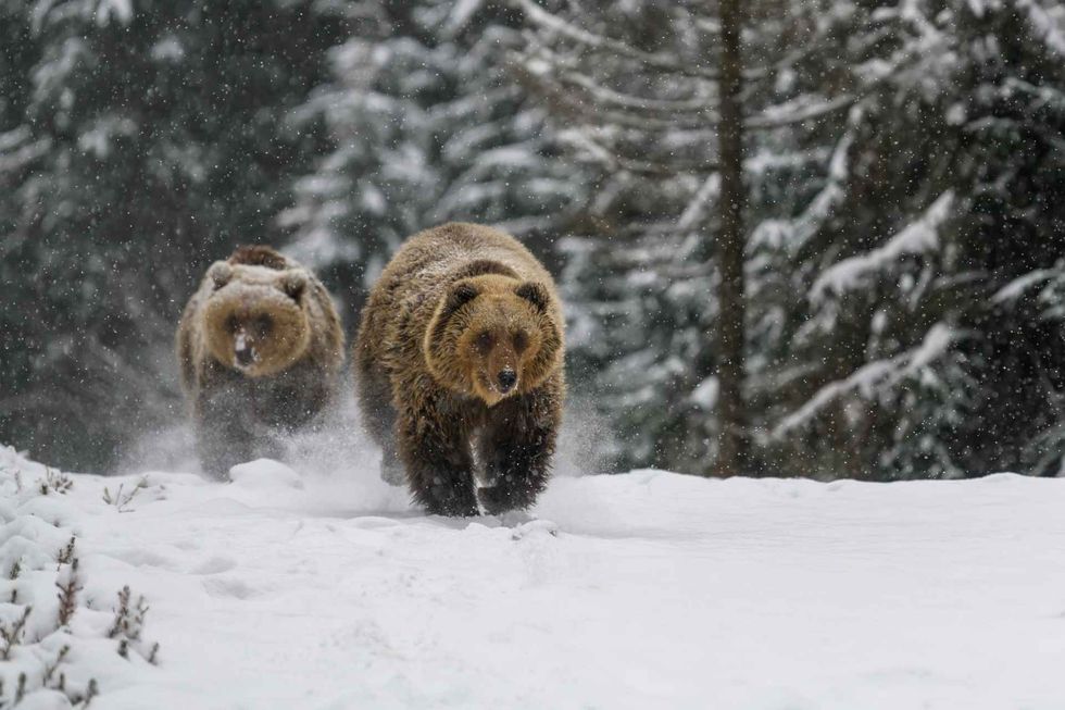 Close-up of two brown bear running in winter forest.