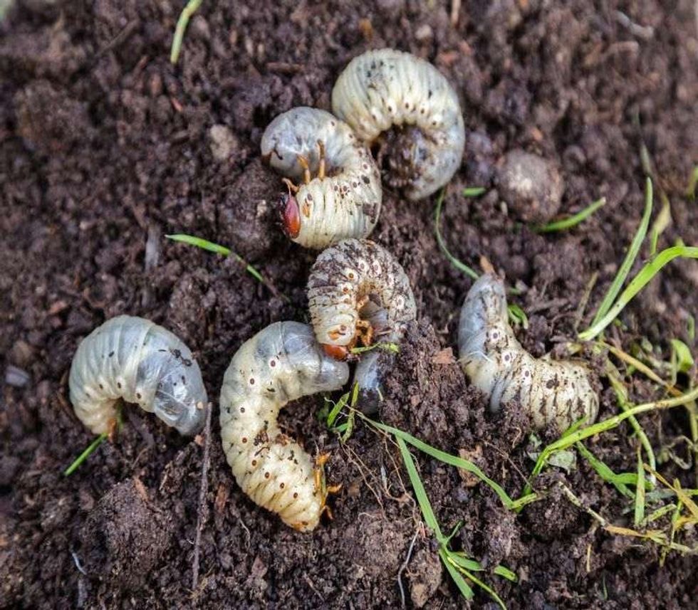 Close up of white grubs burrowing into the soil.