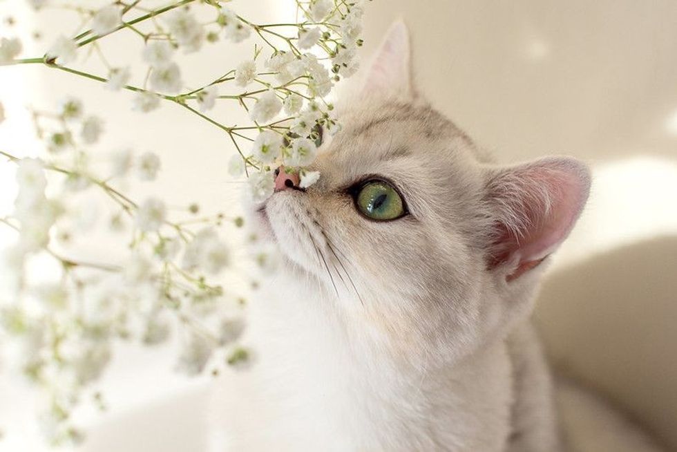 Close up portrait of beautiful white British cat, sniffing white flowers of gypsophila.