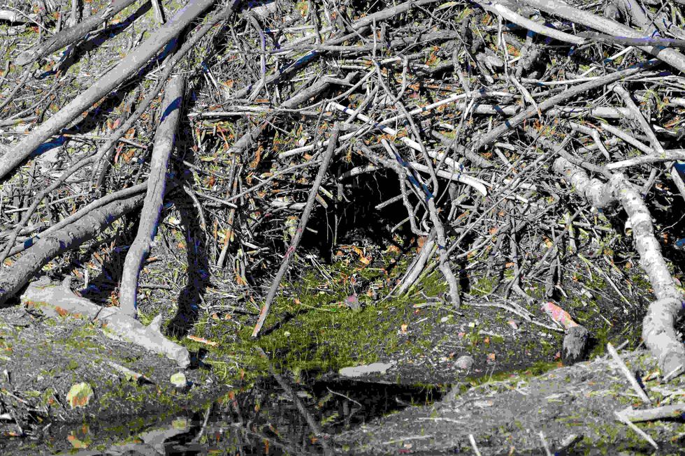 Beaver Den Here's All Facts You Need To Know About Beaver's Home! Kidadl