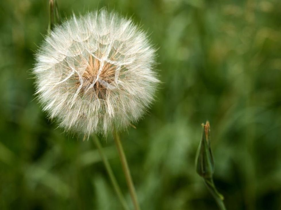 Closed Bud of a dandelion.