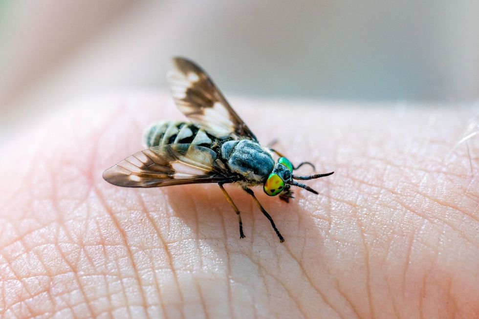 Closeup of a fly insect on a human hand
