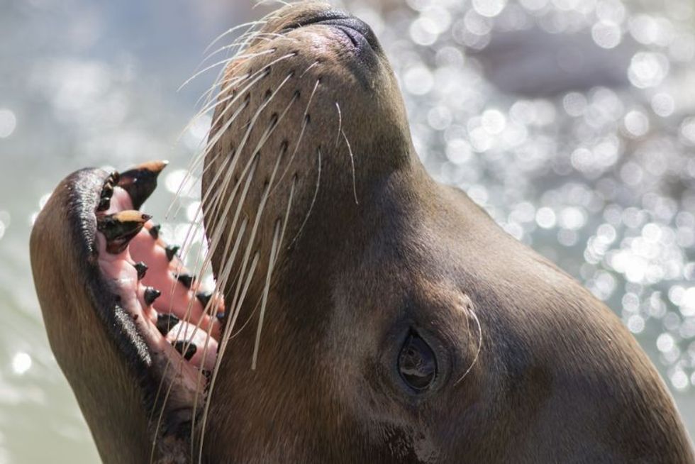 Closeup of California sea lion's teeth