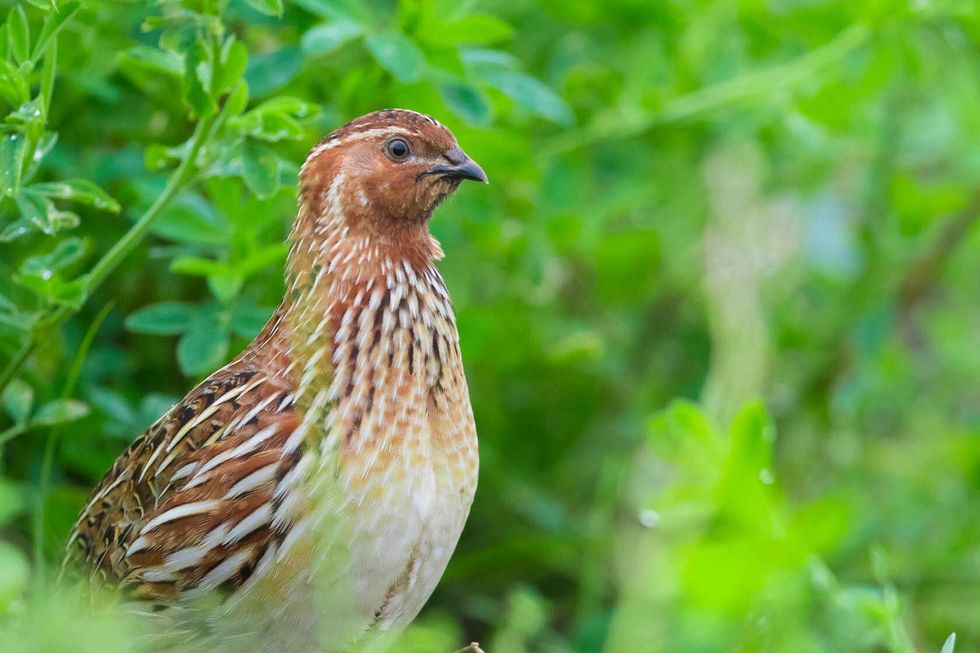 Closeup of common quail.