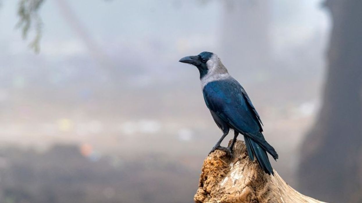 closeup of house crow