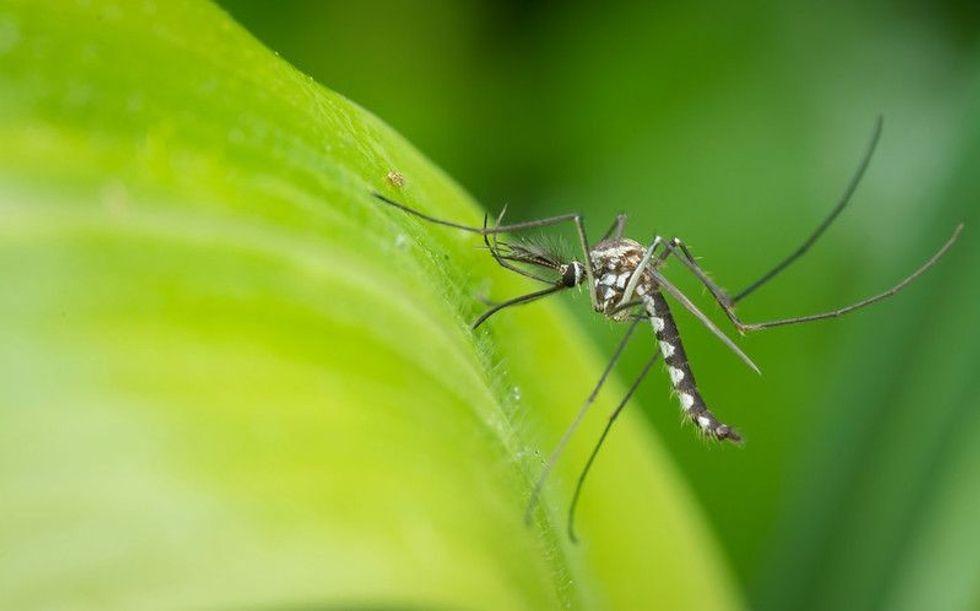 Why Do Gnats Fly In Your Face? How To Stop It From Happening Kidadl