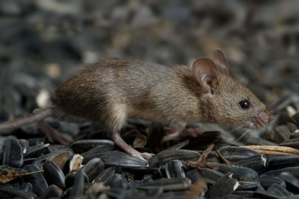 Closeup young vole mouse
