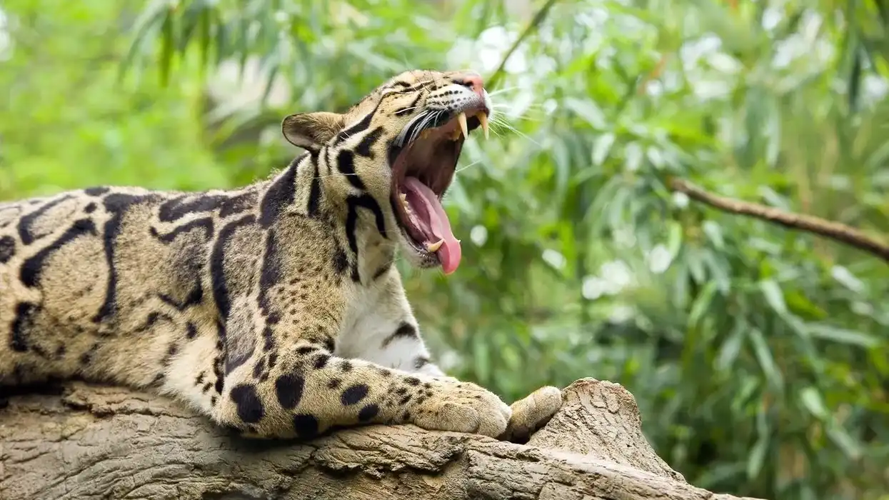 Clouded leopard facts talk about their territorial range.