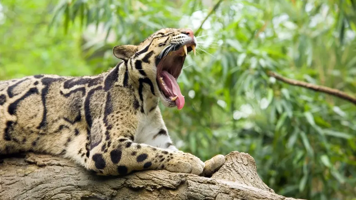 Clouded leopard facts talk about their territorial range.