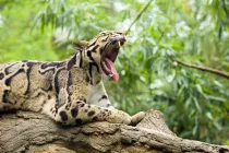 Clouded leopard facts talk about their territorial range.