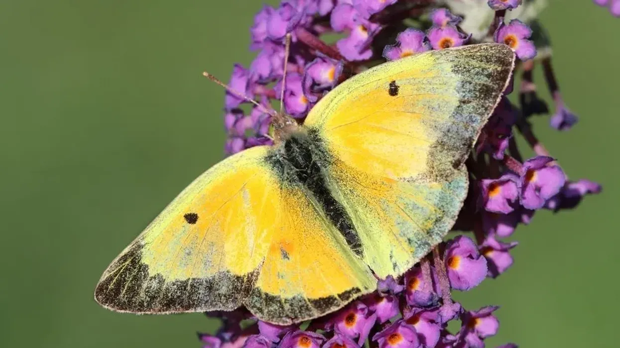 Clouded sulphur butterfly facts are interesting to read.