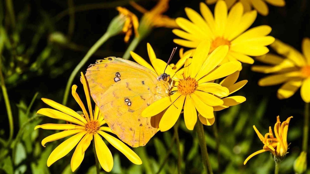 Cloudless sulphur butterfly facts for kids are interesting!