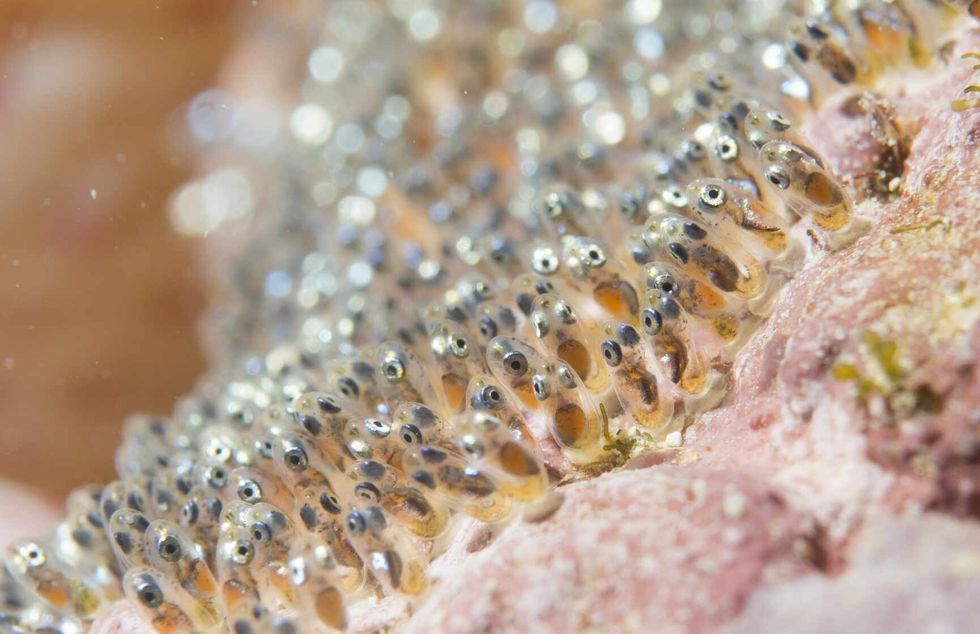 Clown fish eggs super macro in Cebu Philippines.