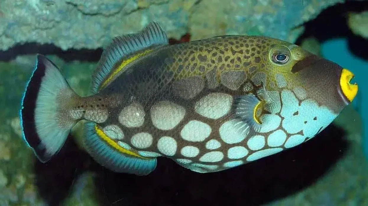 Clown triggerfish facts shed light on this beautiful fish.