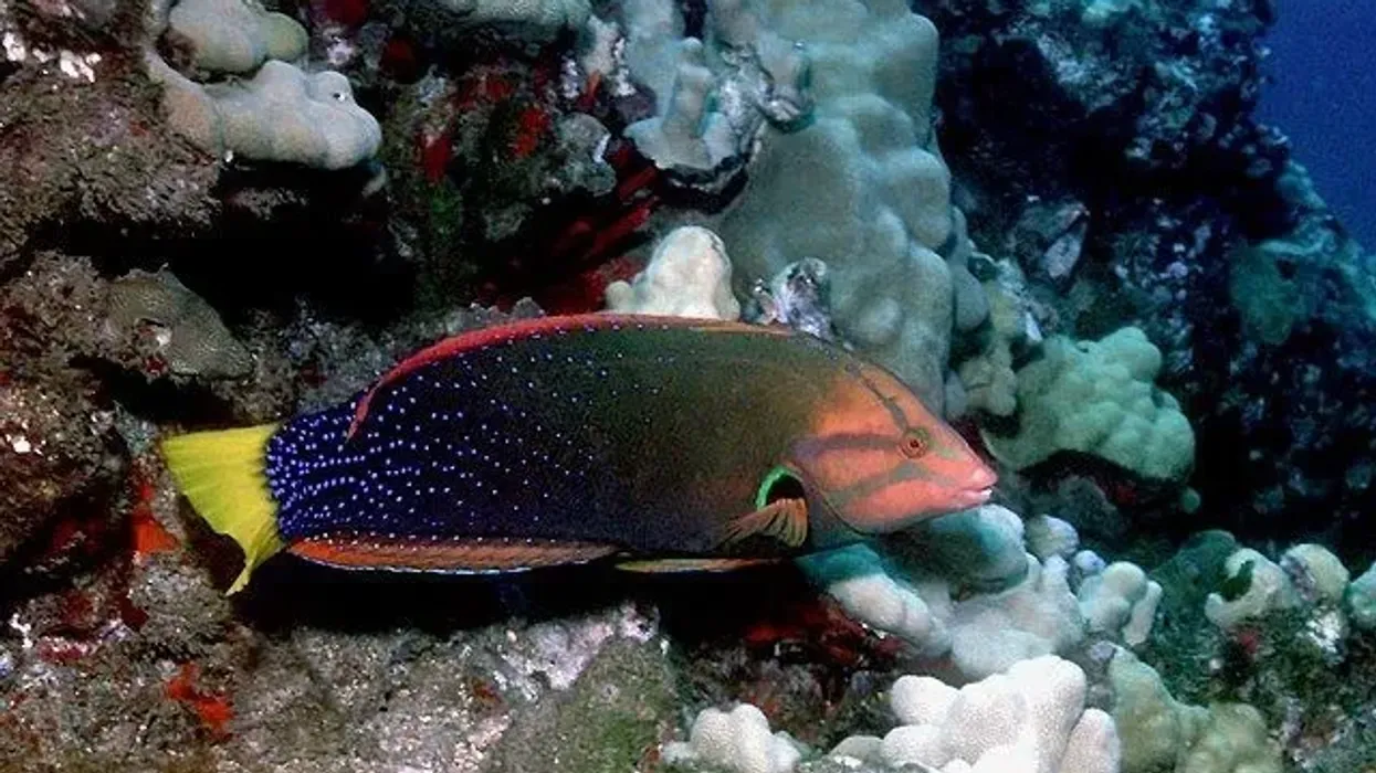 Clown wrasse facts are interesting and entertaining