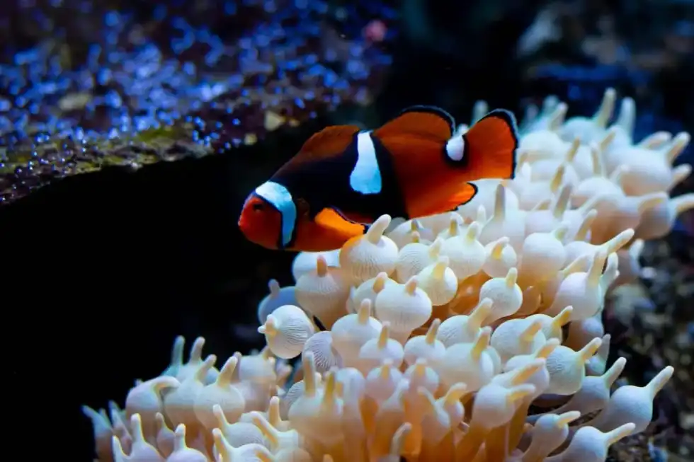 Clownfish are colorful, goofy fish that live by the corals, just like in the movie Finding Nemo