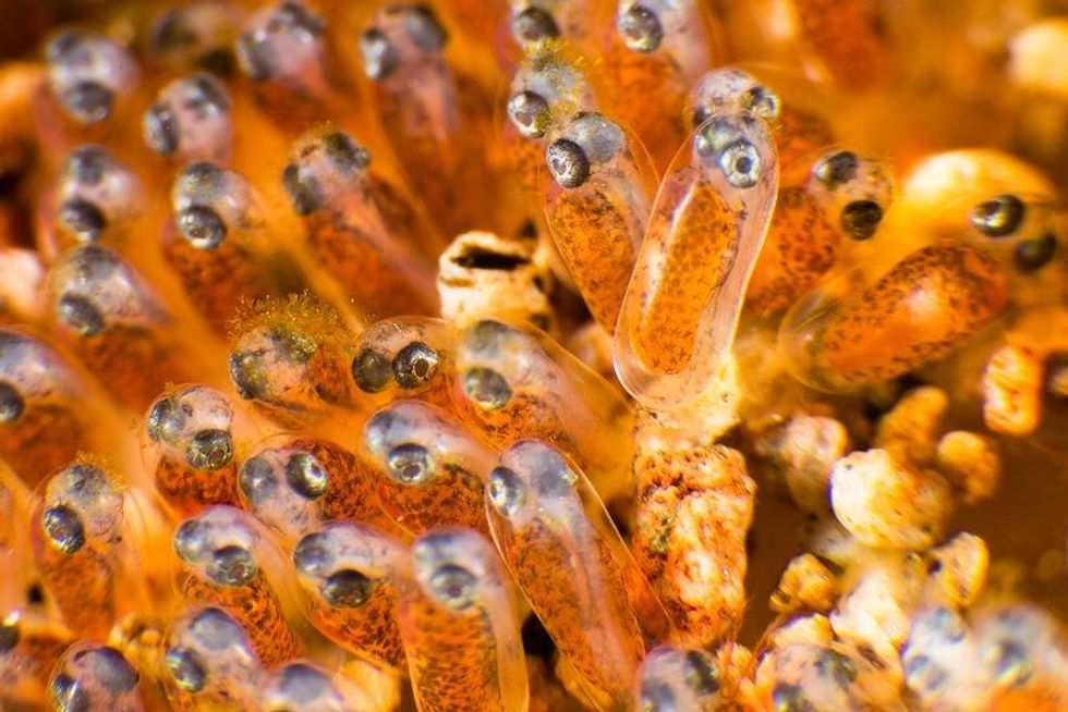 Clownfish eggs closeup.