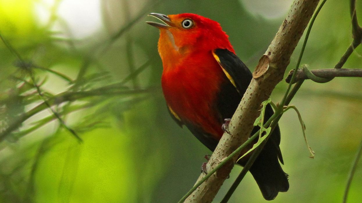 Club-winged manakin facts about the bird species found in the lush cloud forest of Ecuador and Colombia.