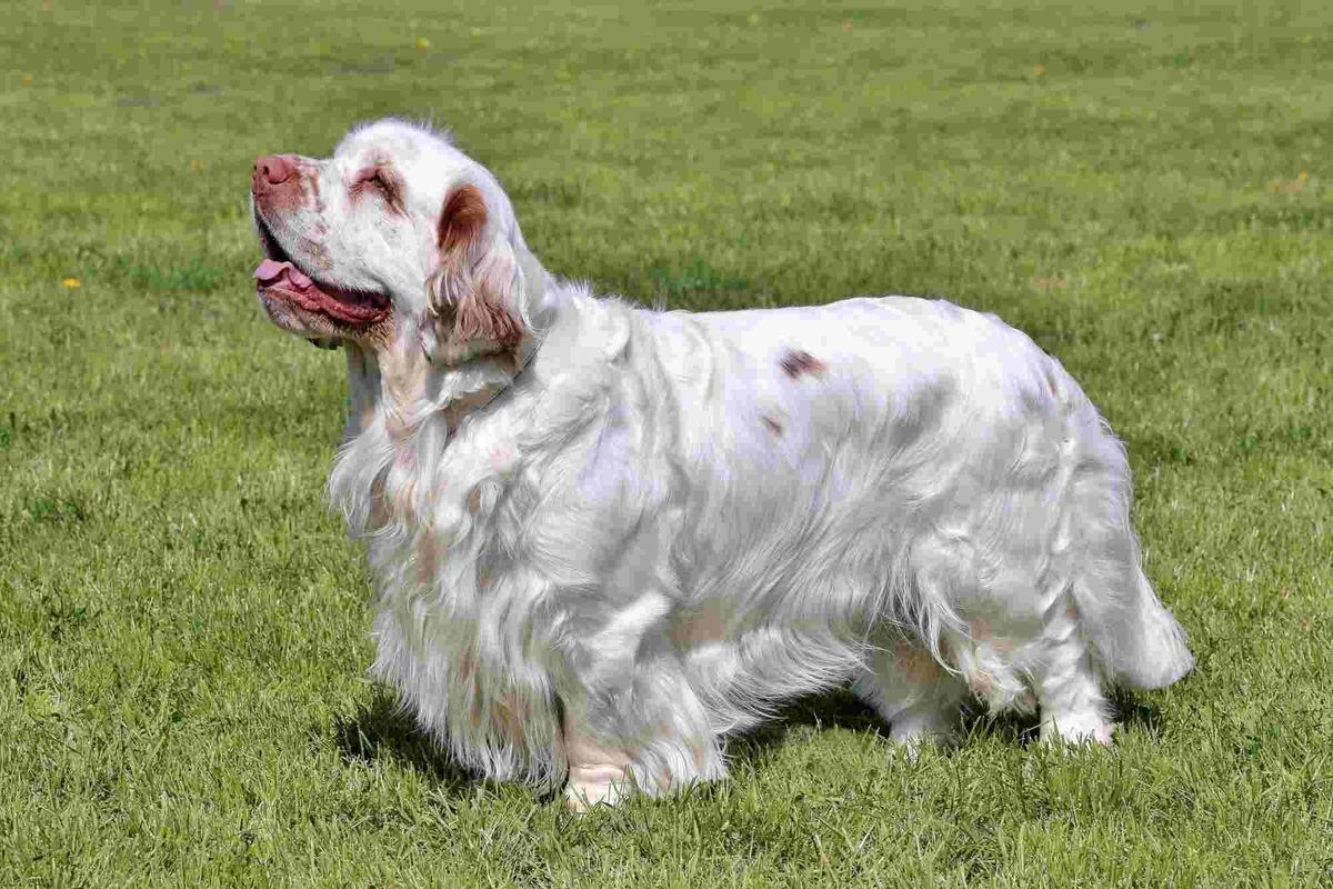 Clumber Spaniel facts are amusing!