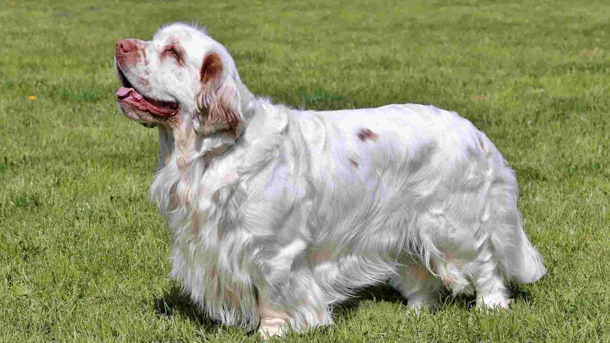Clumber Spaniel facts are amusing!