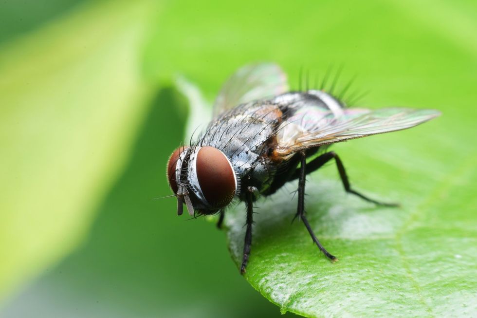Cluster fly on a leaf.