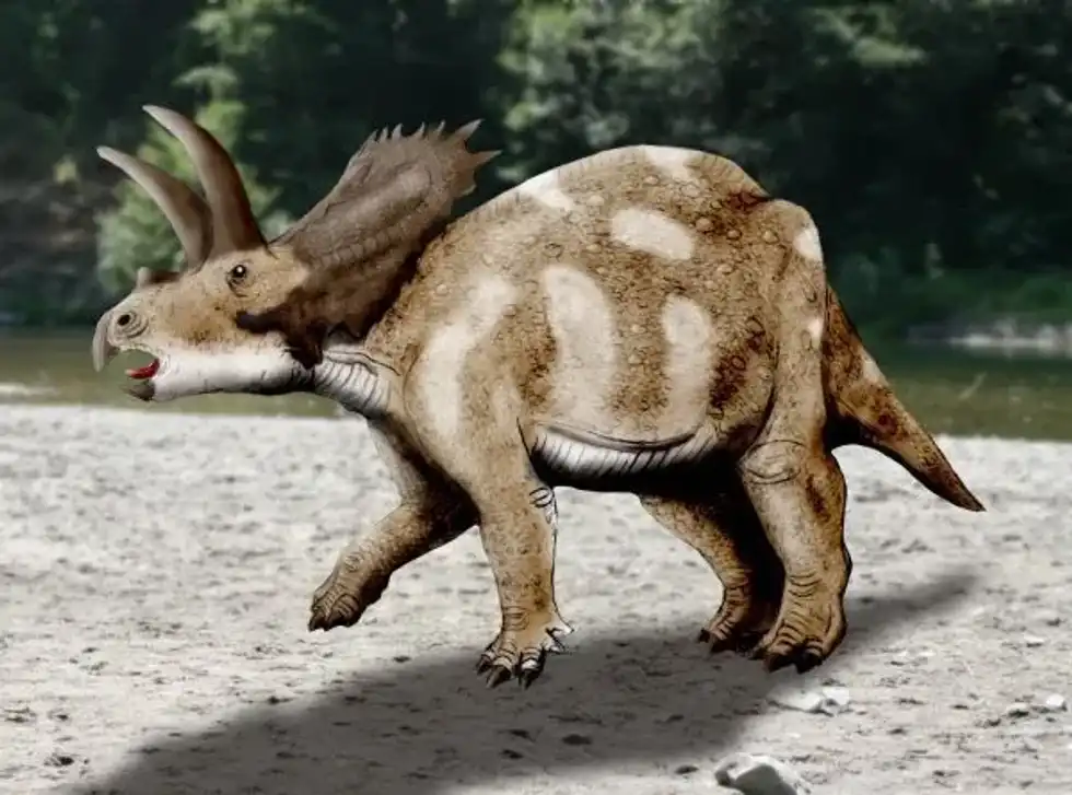 Coahuilaceratops facts include that they are the first horned dinosaurs of Mexico.