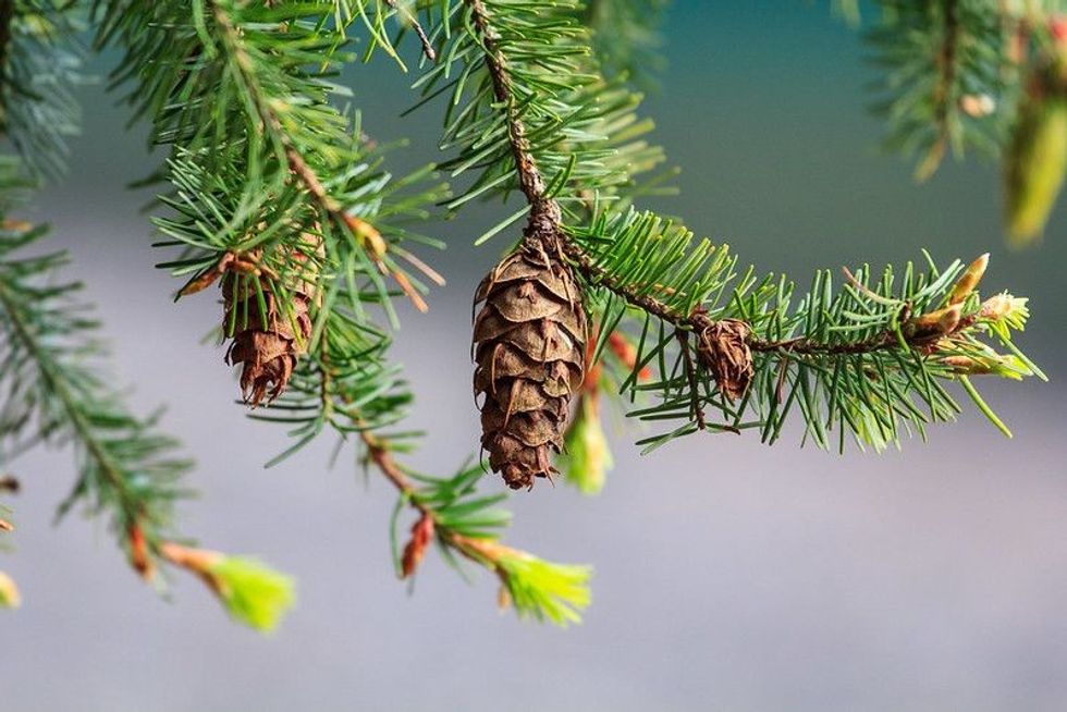 Coast Douglas fir tree cone and needles