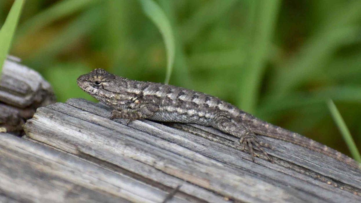 Coast range fence lizard facts are fascinating!