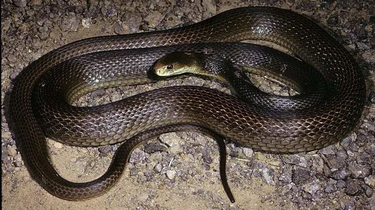 Coastal taipan facts help to know more about snakes.