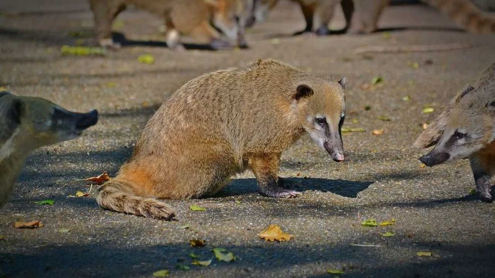 Coati species also has the same size