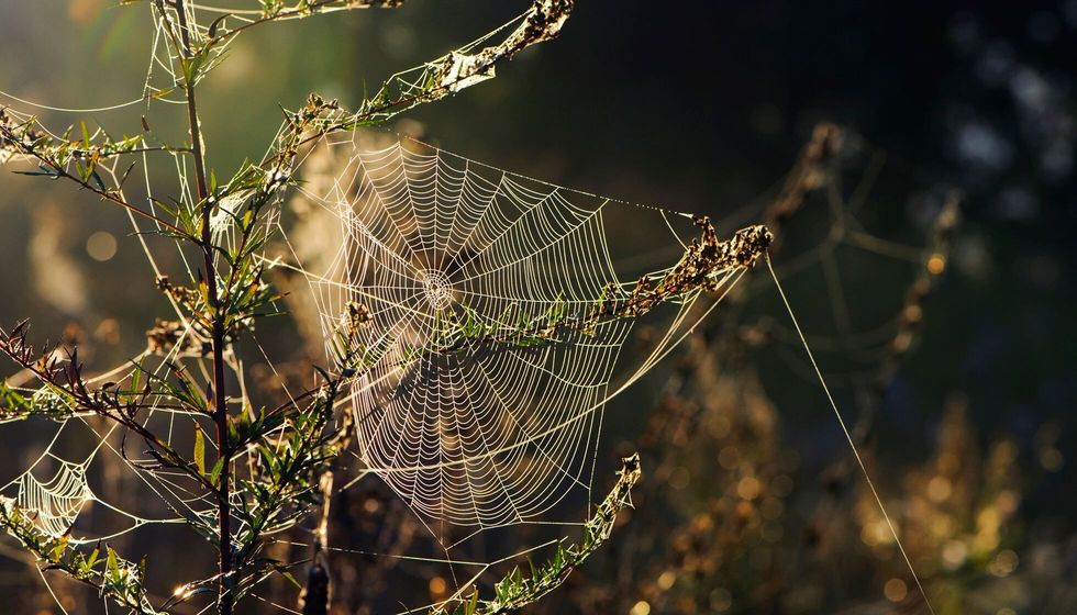 Cobwebs on field plants morning Sunshine.