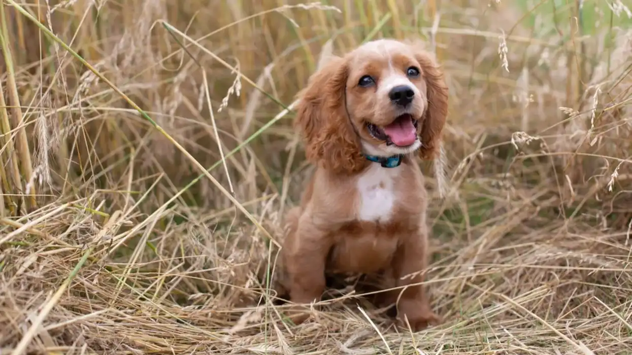 Cockalier facts, to get to know more about this breed.