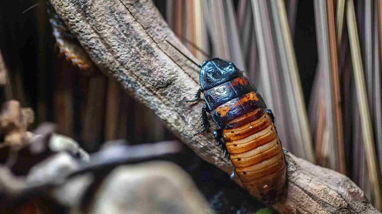Cockroach facts shed light on this amazing arthropod.