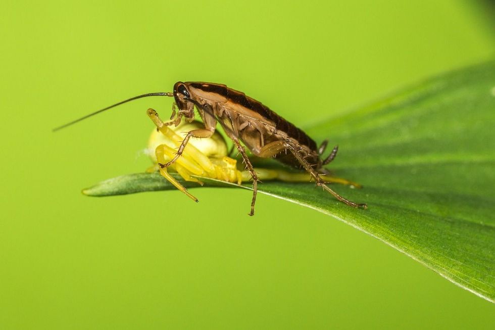 Cockroach laying on leaf