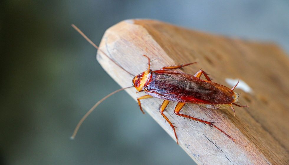 Cockroach on wooden.