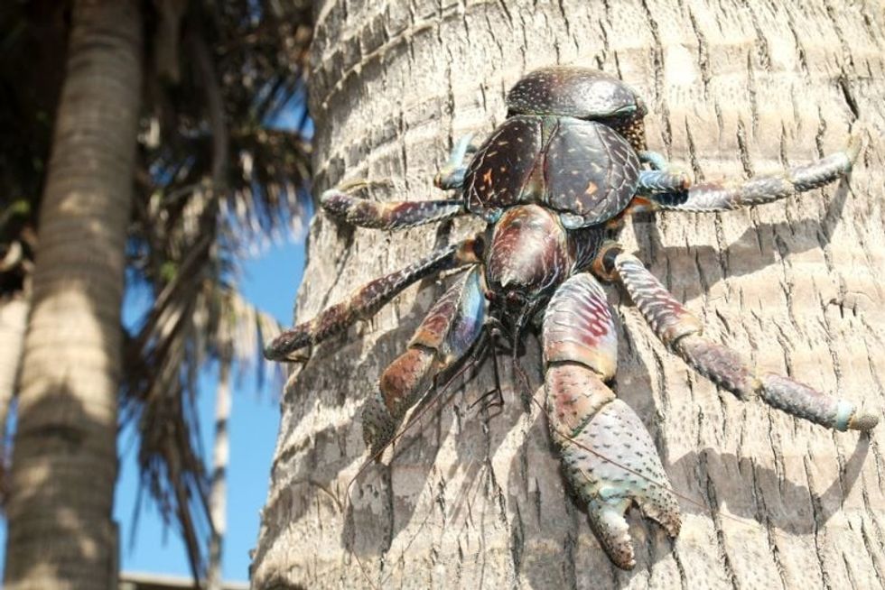 Coconut crab on a palm tree