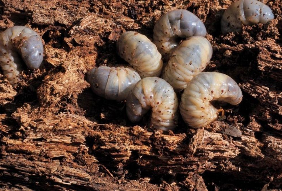 Coconut rhinoceros beetle larvae