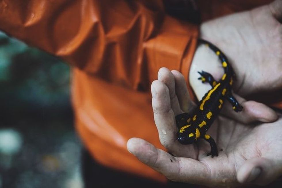 Cold-blooded amphibians like frogs, toads, salamanders, and newts are some example names of amphibians who can live on land as well as water.