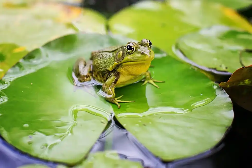 Cold blooded animals have body temperatures the same as their environment.