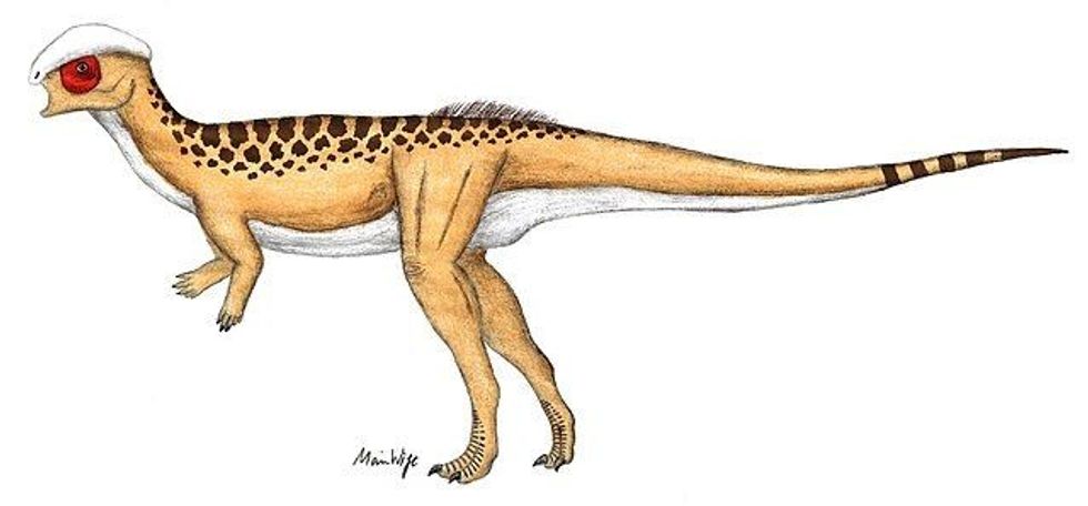 Colepiocephale lambei were probably bipedal like other dinosaurs of a similar family.