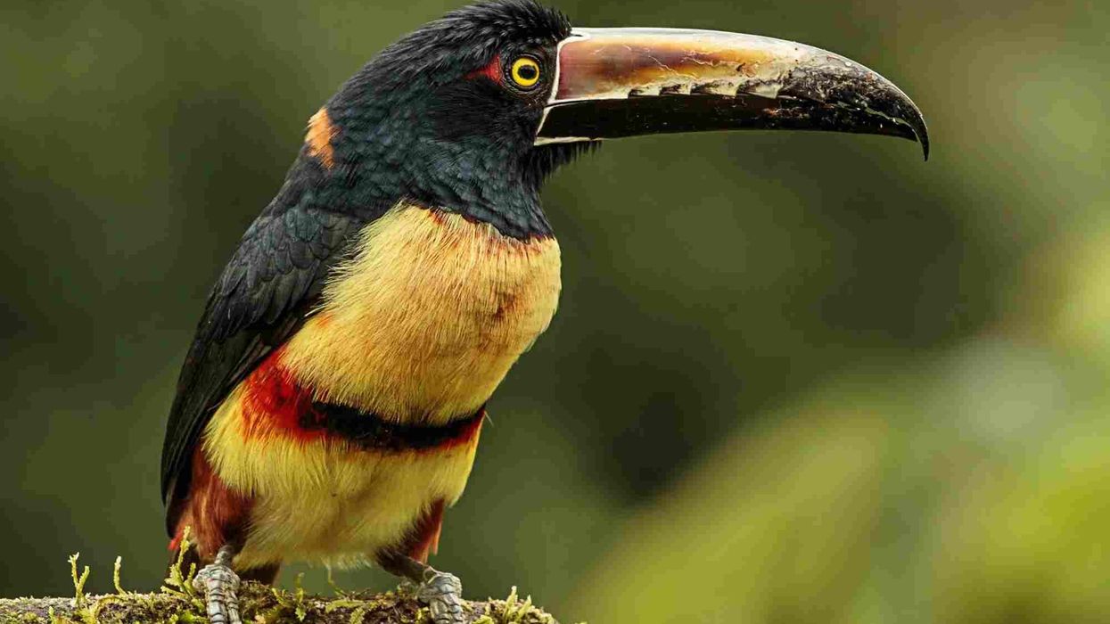 Collared aracari facts are all about this fascinating bird from the Ramphastidae family.