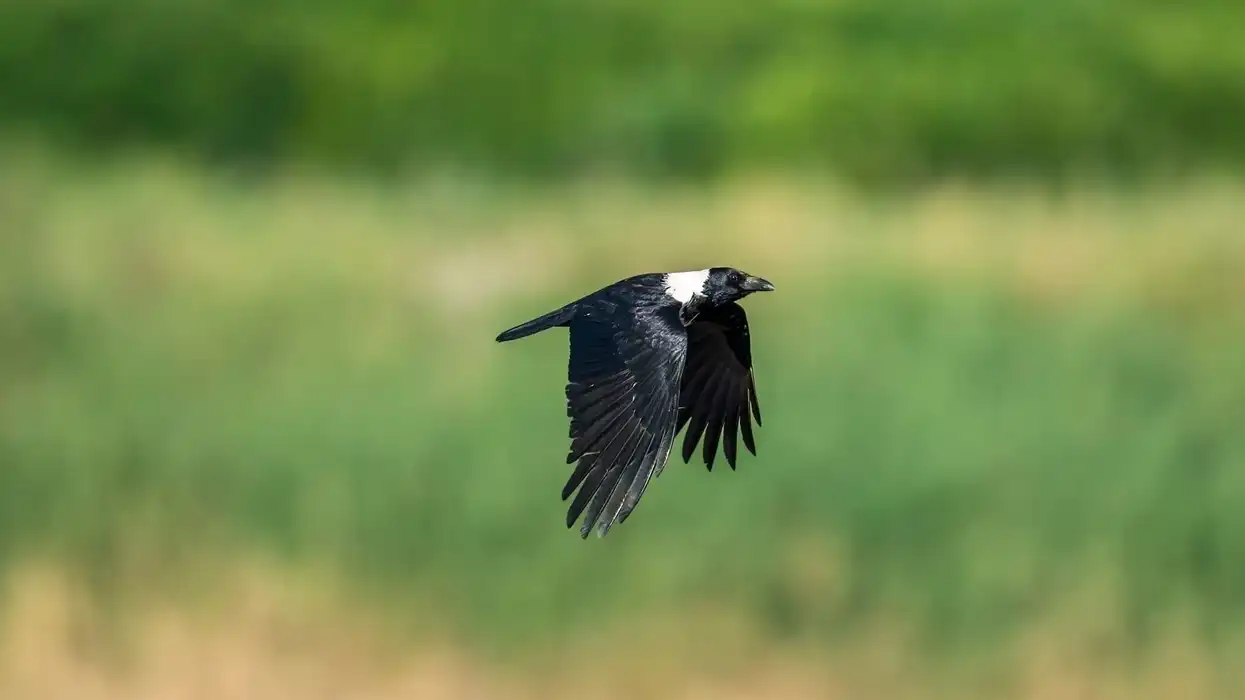 Collared crow facts will captivate both parents and children alike!