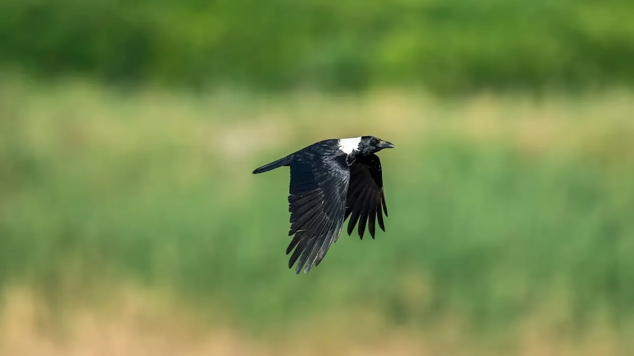 Collared crow facts will captivate both parents and children alike!