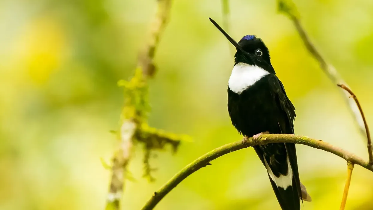 Collared inca facts are all about this fascinating hummingbird of the Trochilidae family.