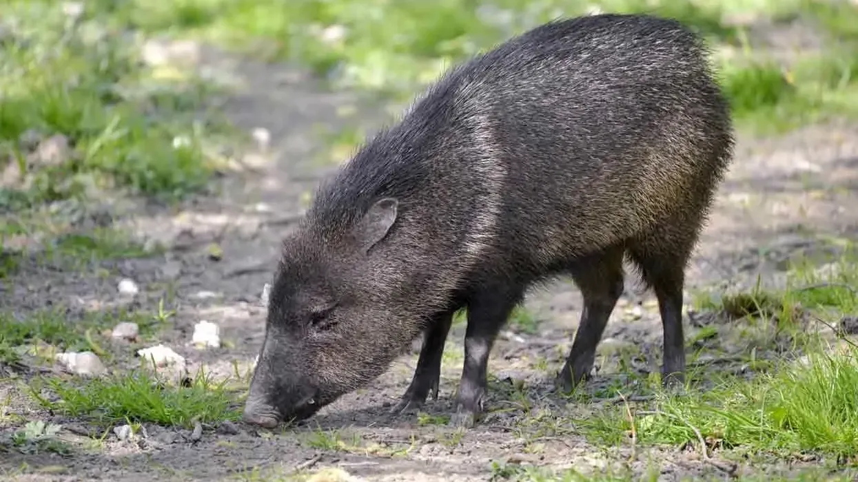 Collared Peccary facts are fun to read