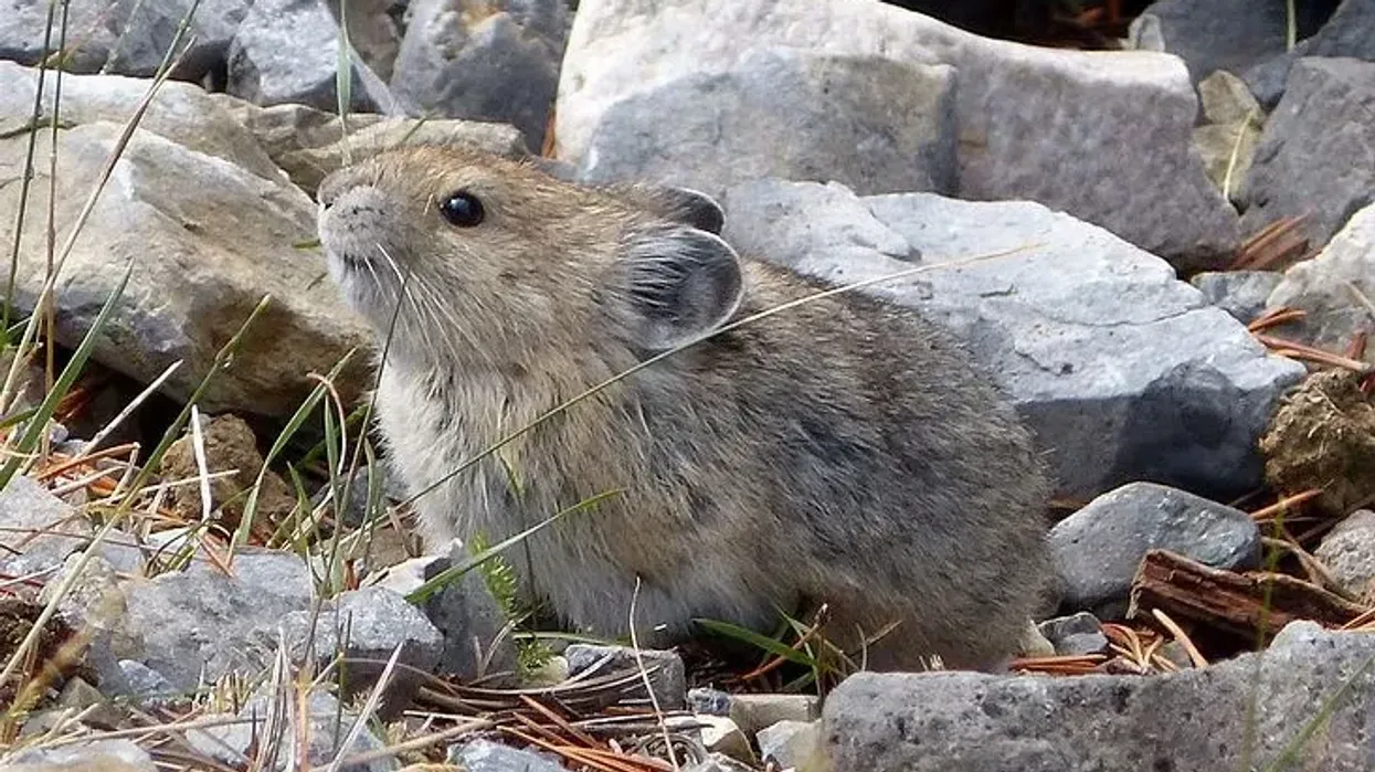 Collared Pika facts about the ferret species that is native to North America.
