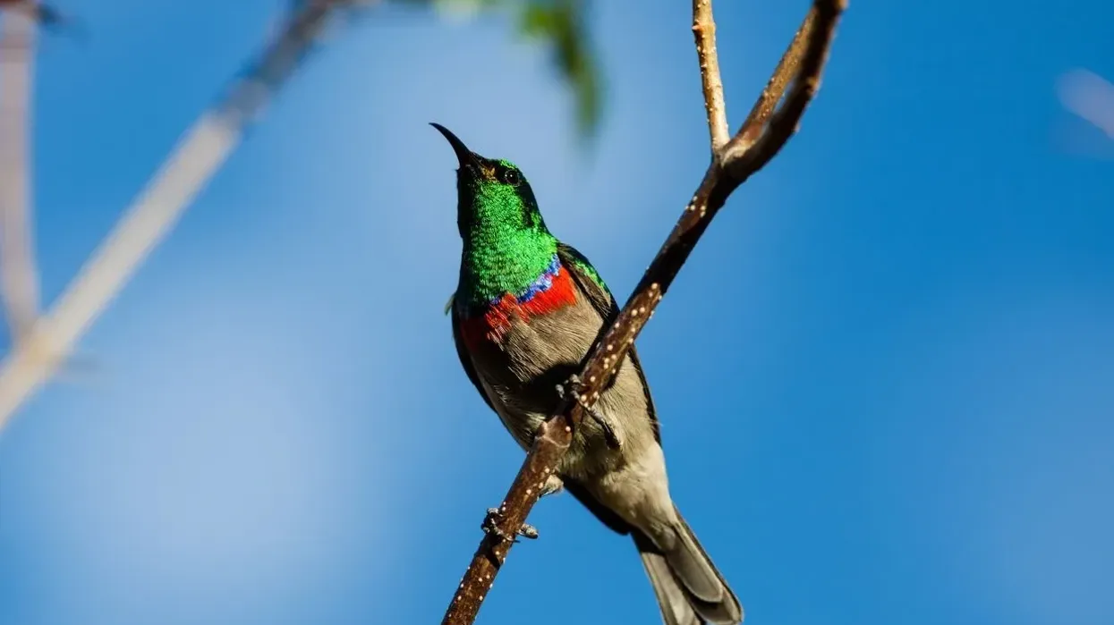 Collared sunbird facts are fascinating.