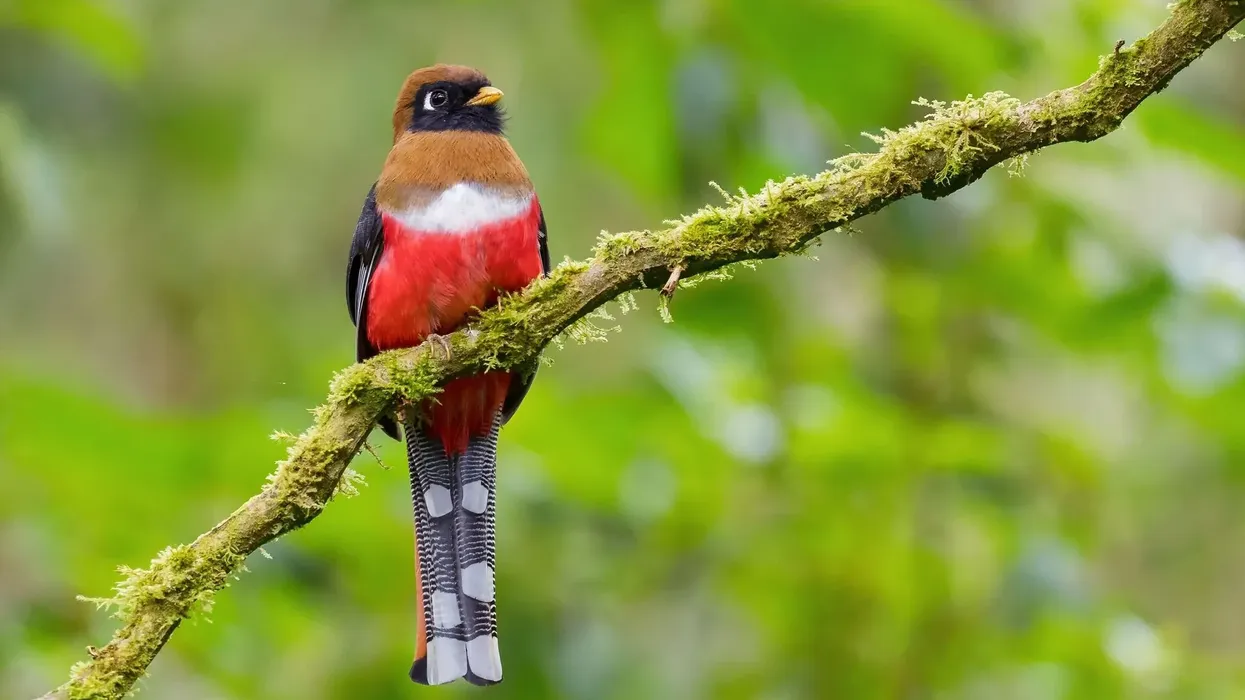 Collared trogon facts tell us about these flamboyant wild birds.