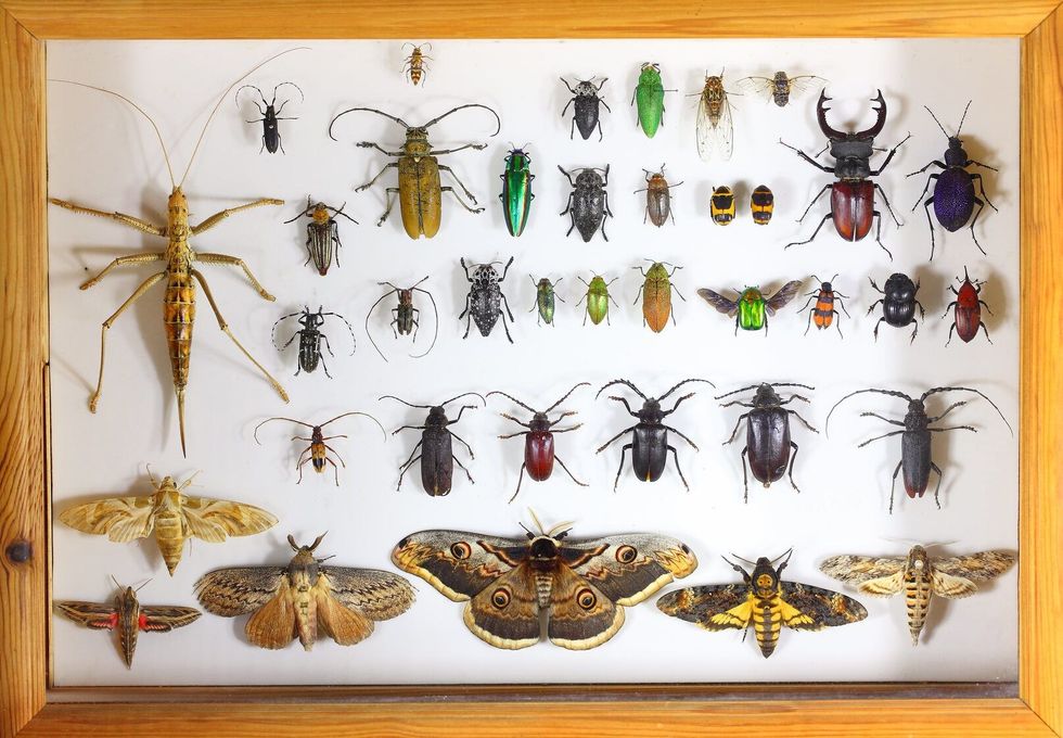 Collection of variety of insects