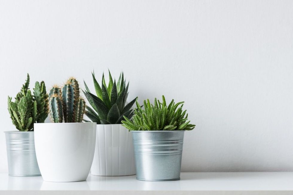 Collection of various cactus and succulent plants in different pots.